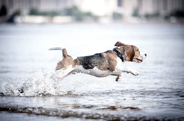 Artros hos hund