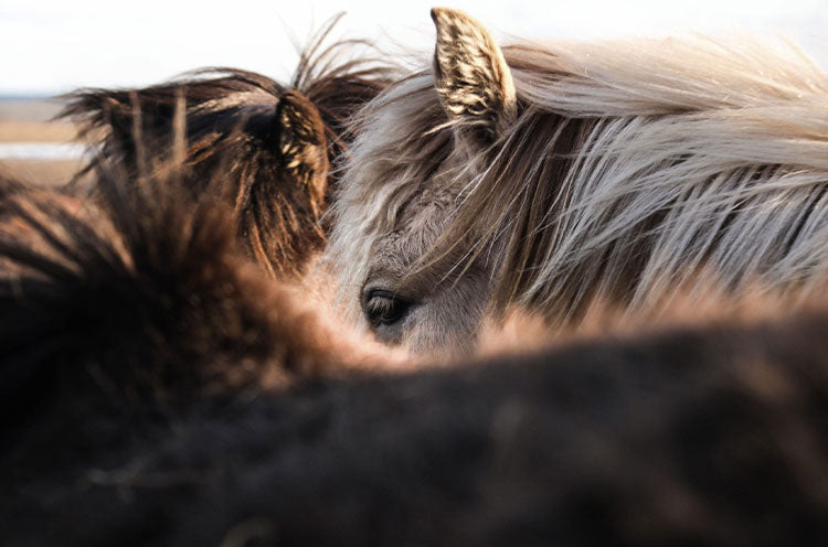 Biverkningar av glukosaminsulfat för häst och hund