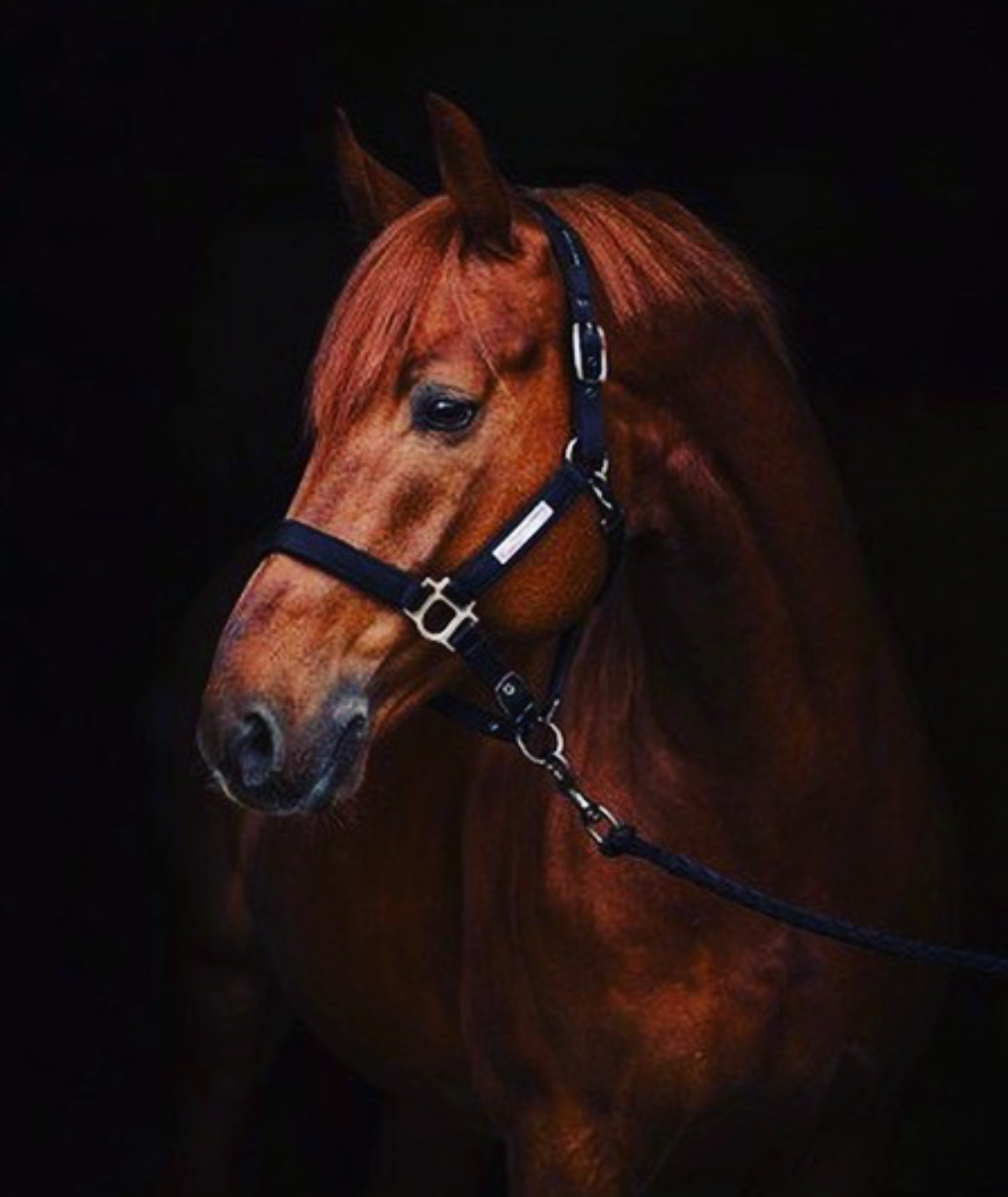 Vår profilryttare Rose Mathisen GP-vinnare i Laholm!