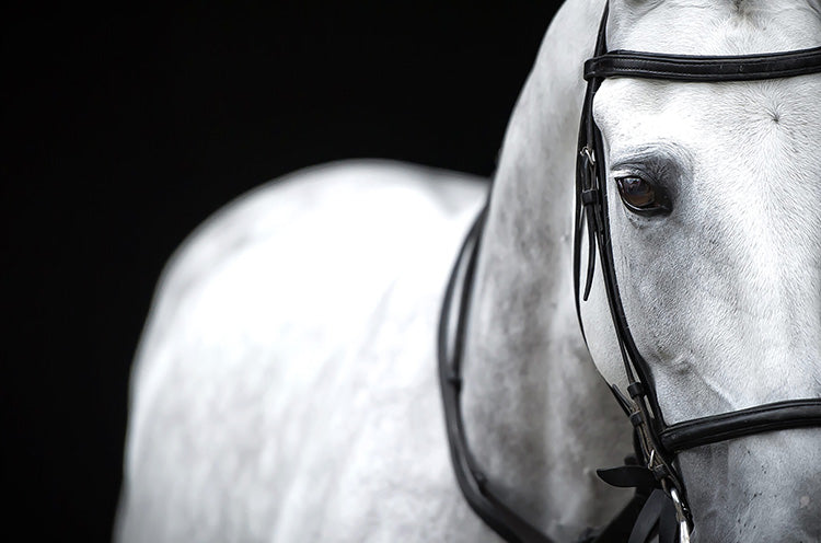 Glukosaminsulfat som kosttillskott till häst & hund