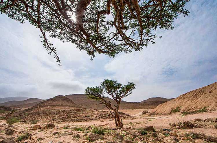 Biverkningar av Boswellia Serrata