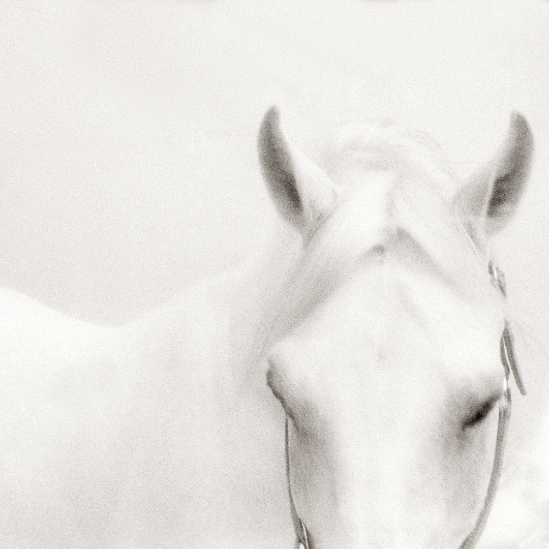 Conquest Every Day, 500ml