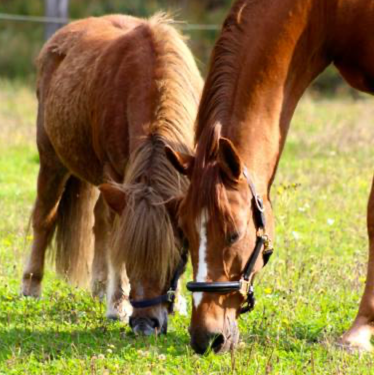 Jag har en äldre häst. Hur kan jag underhålla honom på bästa sätt?