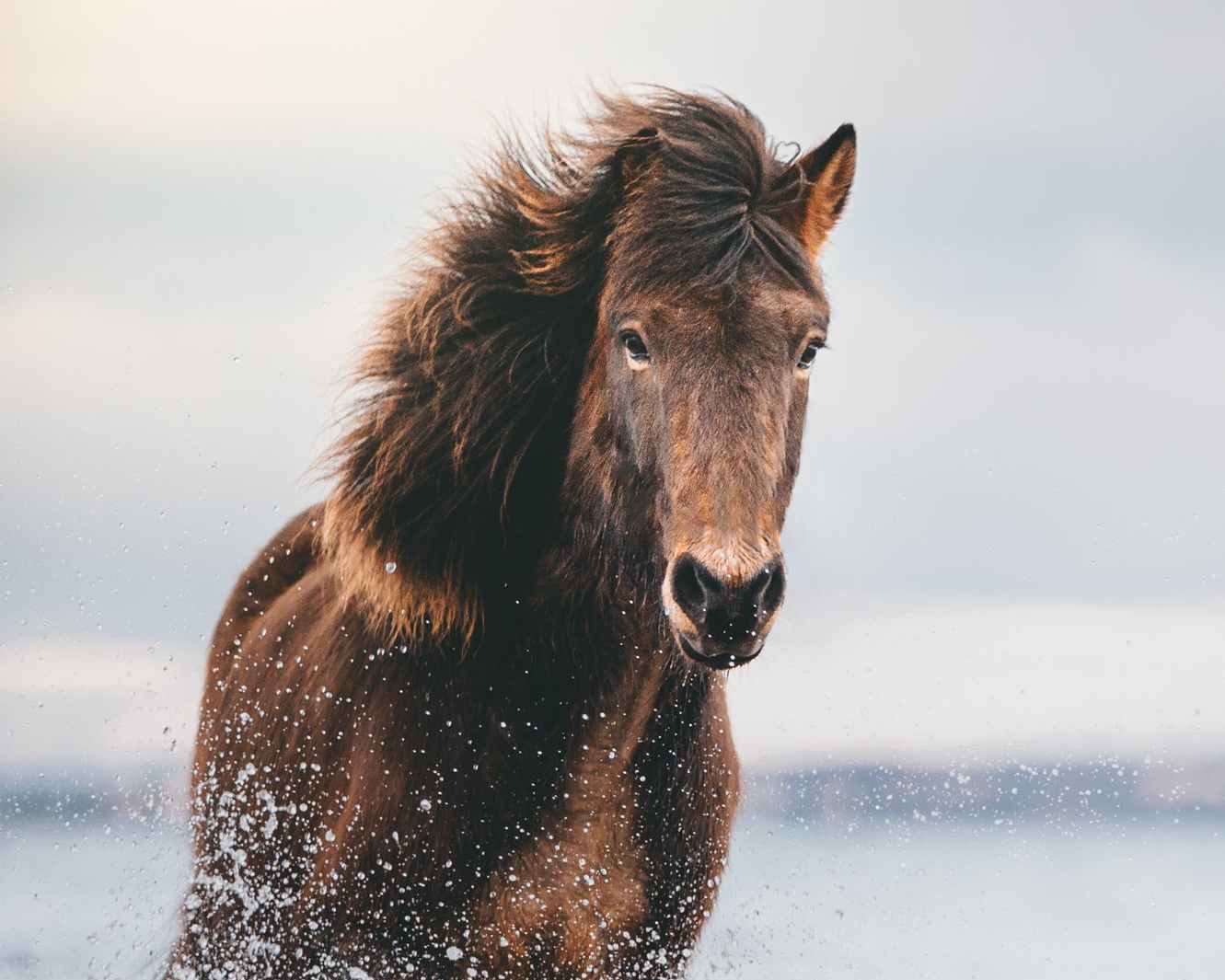 Conquest Start-Up 60g